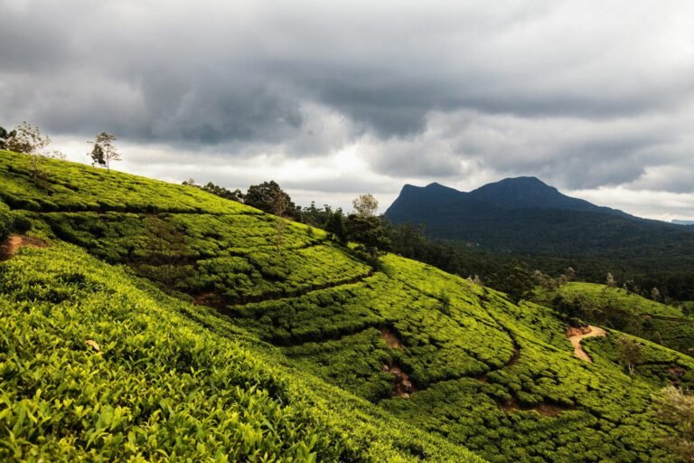 sri lanka 7 dias itinerario nuwara eliya plantaciones te 