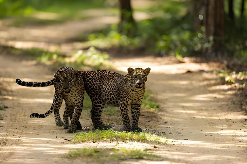Safari en Wilpattu en vehículo 4x4