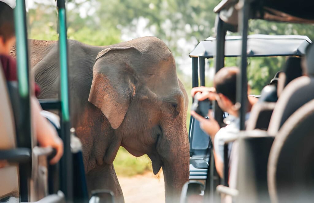 Safari elefantes Udawalawe